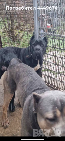 Кане корсо (ферментино), снимка 10 - Кане корсо - 53929196