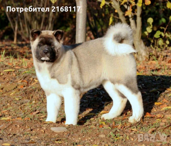 американска акита kученце, снимка 4 - Акита - 52153569