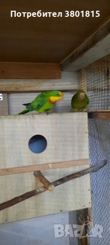 Барабанди папагали, снимка 4 - Папагали - 52241058