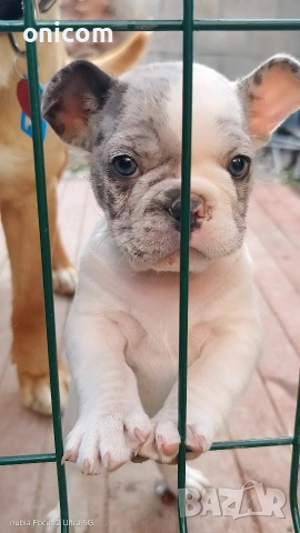 Френски булдог мерле,момче., снимка 10 - Френски булдог - 53925342
