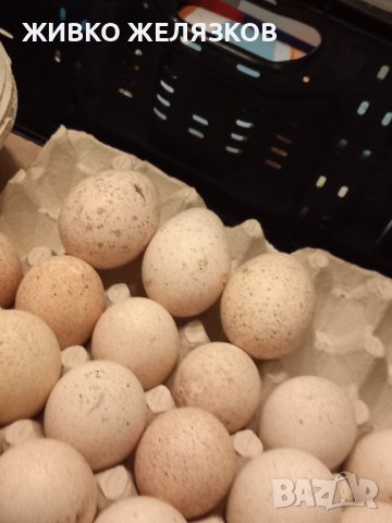 ПРОДАВАМ РАЗПЛОДНИ ОПЛОДЕНИ ПУЕШКИ ЯЙЦА, снимка 8 - Кокошки и пуйки - 40087456