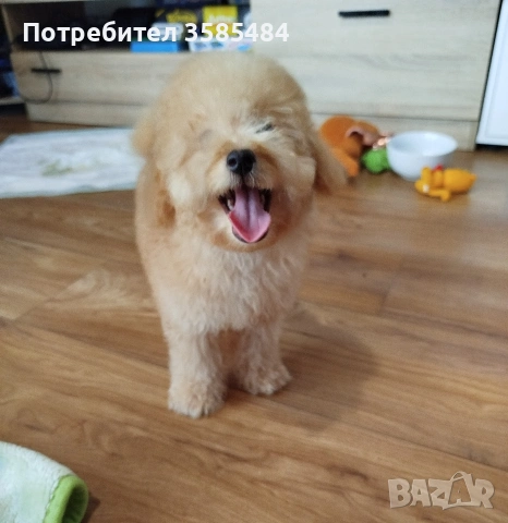 Мини пудел момченце , снимка 11 - Пудели - 54015251