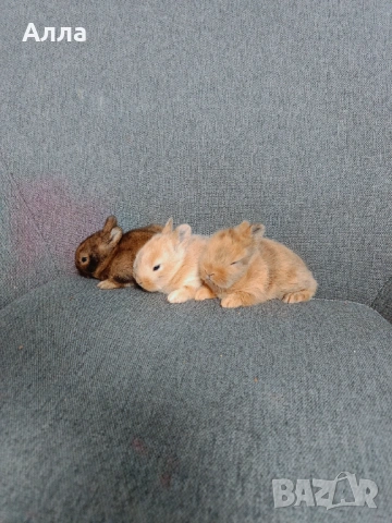 Декоративно зайчета , Рекс, голадско джуджета, лвъна глава, снимка 2 - Декоративни зайчета - 53041568