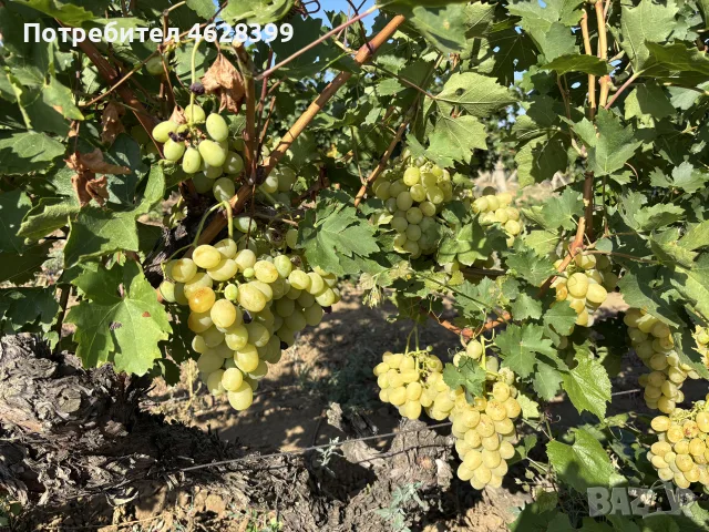 продавам винено грозде сорт мерло и кабарне обл.Пловдив и за ракия , снимка 2 - Домашни продукти - 55721349
