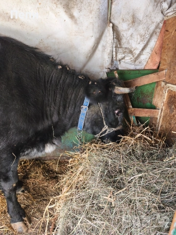 Продавам юница, снимка 3 - Крави - 52846644