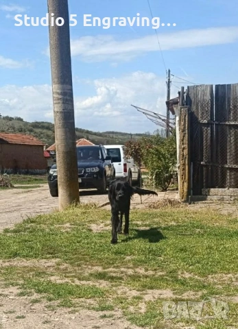 Търси дом , снимка 4 - Голдън ретривър - 54162881