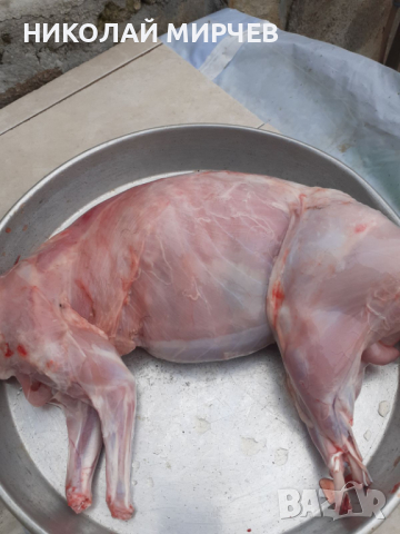 Белгийски великани, снимка 7 - Други животни - 36530605