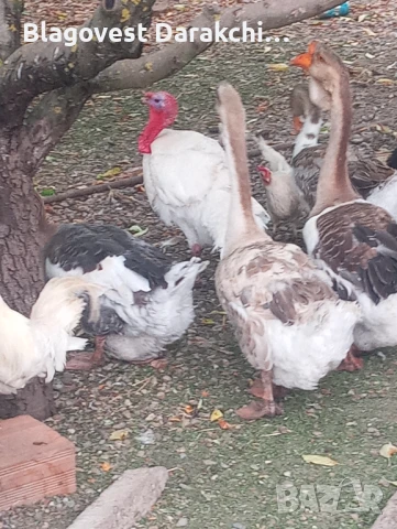 Холмогорски гъски чифт , снимка 2 - Патици и гъски - 50917374