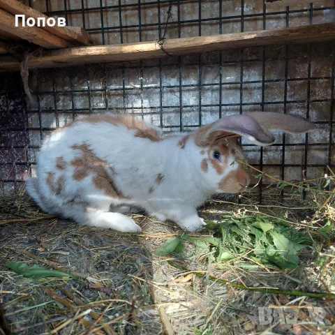 Продавам  зайци