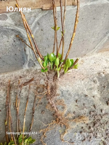 Хортензия бяла и розова , снимка 12 - Разсади - 50764477