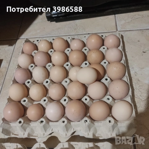 Яйца за люпене от Пуйки и Кокошки, снимка 3 - Кокошки и пуйки - 53287481
