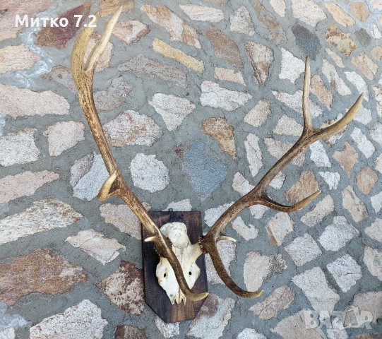 Трофей от  благороден елен , снимка 4 - Декорация за дома - 33881786