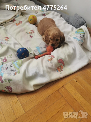 Американски кокер шпаньол, снимка 2 - Кокер шпаньол - 53948203