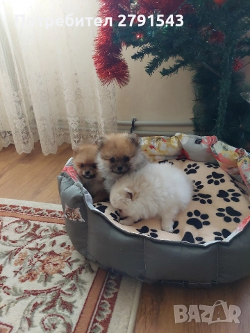 померан померанче , снимка 2 - Померан - 52876780