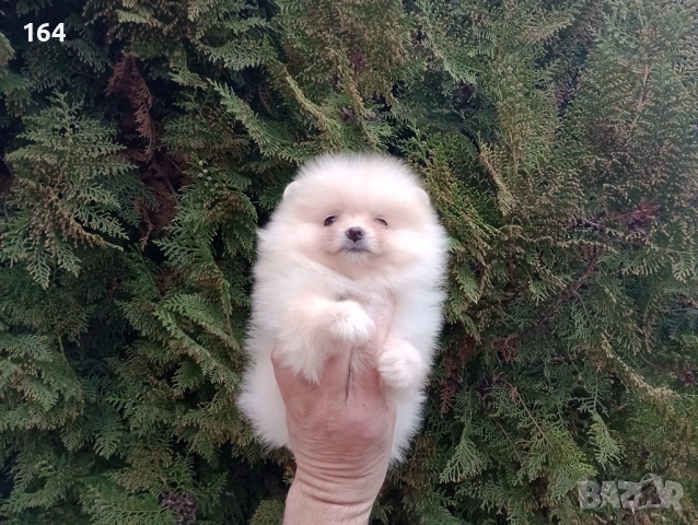 Померани. Реални снимки от 22.03.26 г. , снимка 10 - Померан - 53859129