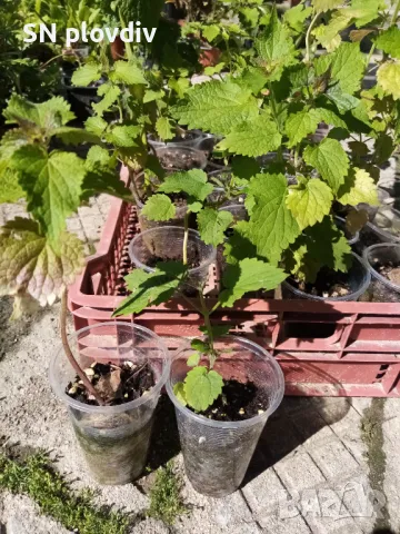 Лофант, снимка 1