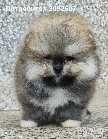 Померан момче, снимка 2 - Померан - 49992694