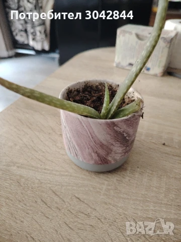 Сансеверия издънки, различни видове, Алое вера и седум , снимка 6 - Стайни растения - 50721551