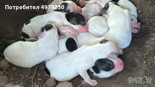английски сетер