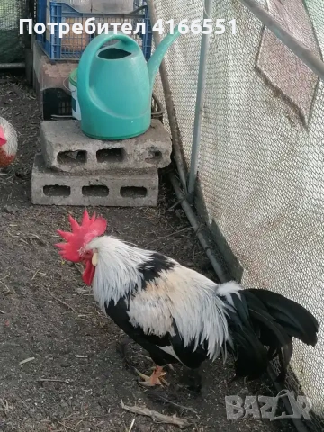 Петли Легхорн Бял, Сребърна Италянка и Ексченджрр, снимка 5 - Кокошки и пуйки - 53125728