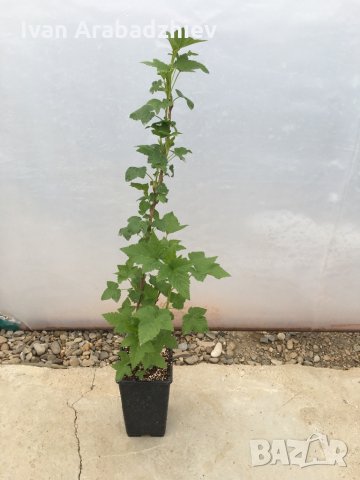 Касис, снимка 3 - Разсади - 30951359