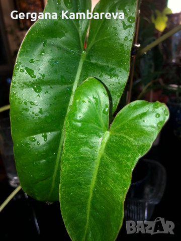 Philodendron Paraiso Verde , снимка 2 - Стайни растения - 44914725