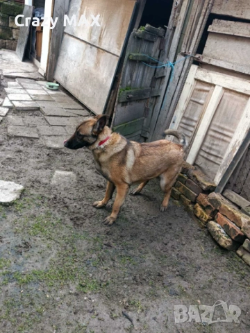 Белгийска овчарка , снимка 2 - Белгийска овчарка - 53162633