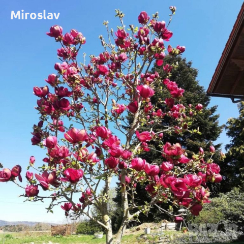 Магнолия Джени, снимка 9 - Градински цветя и растения - 44622072