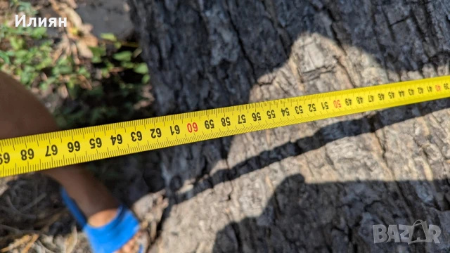 Орехово дърво 7 м + клони – с. Мерданя , снимка 2 - Строителни материали - 51240563