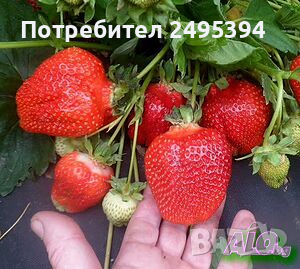 Prodavam korencheta celogodishni qgodi 2 sorta Albion i Elsinor, снимка 3 - Разсади - 44673066