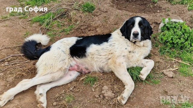 продавам породисти кученца на 40дена-Каракачанки, град Враца, снимка 16 - Каракачанска овчарка - 54187879