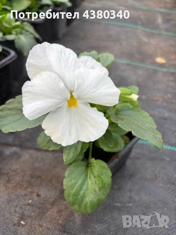 Едроцветни теменужки, снимка 9 - Градински цветя и растения - 52542236