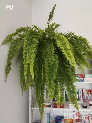 Стайна папрат, къдрава