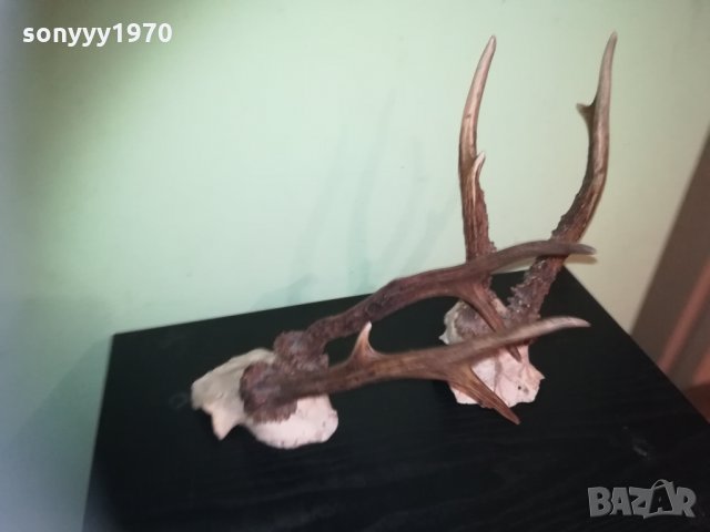 рога-2 чифта-внос швеция 2310201843, снимка 17 - Колекции - 30531821