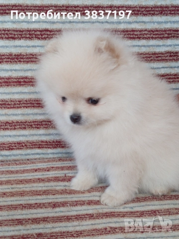 6 мъжки и 1 женско, снимка 12 - Померан - 52996319