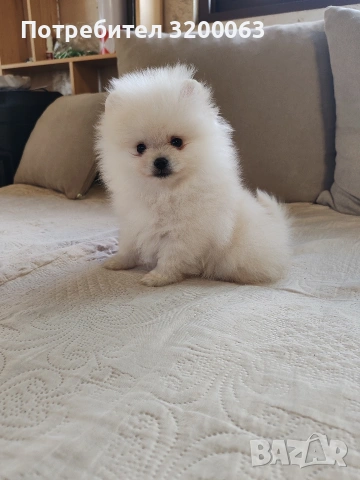 Померан мини мъжко 