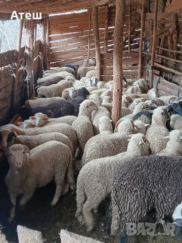 звиски шилета за продан , снимка 4 - Овце - 55990429