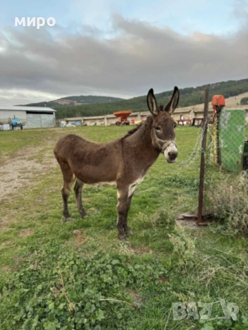 Продава се магарица