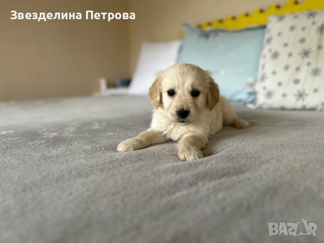 ГОЛДЪН РЕТРИВЪР, снимка 4 - Голдън ретривър - 54084435