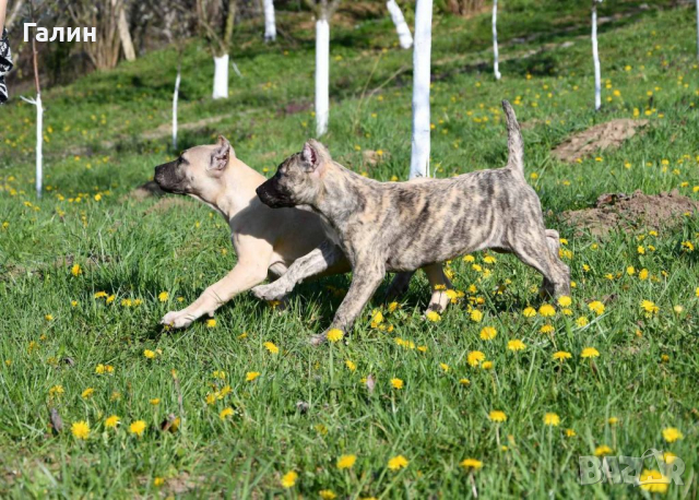 Перо де преса канарио,канарски дог,дого канарио