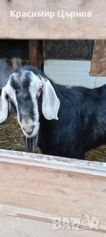 свободен младеж 