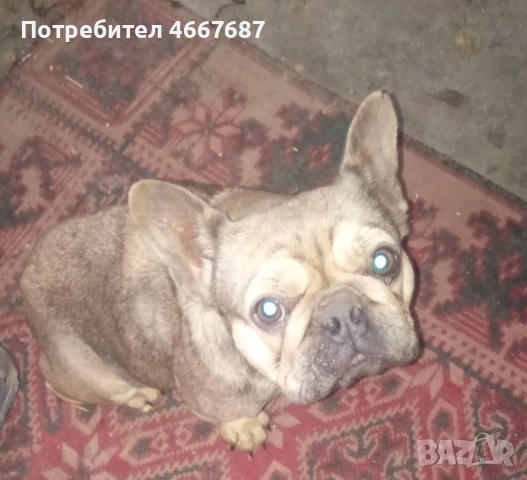 Френски болдог