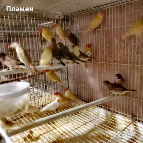 Амадини Амадини 