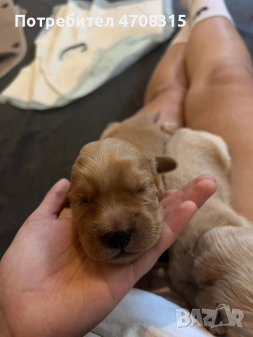 Кокер шпаньол английски момче 2 ваксини, снимка 14 - Кокер шпаньол - 54330722