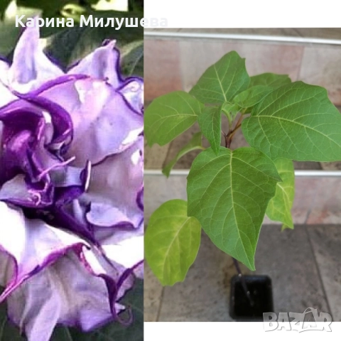 Продавам различни цветя