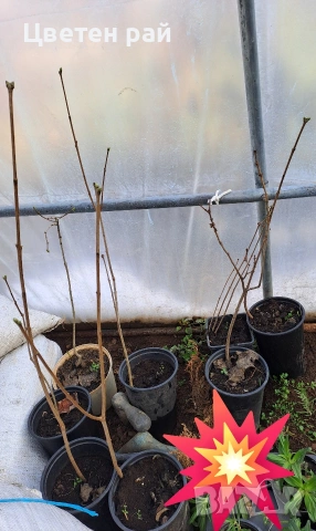 Три цвята люляк, ароматен, снимка 4 - Градински цветя и растения - 53144340