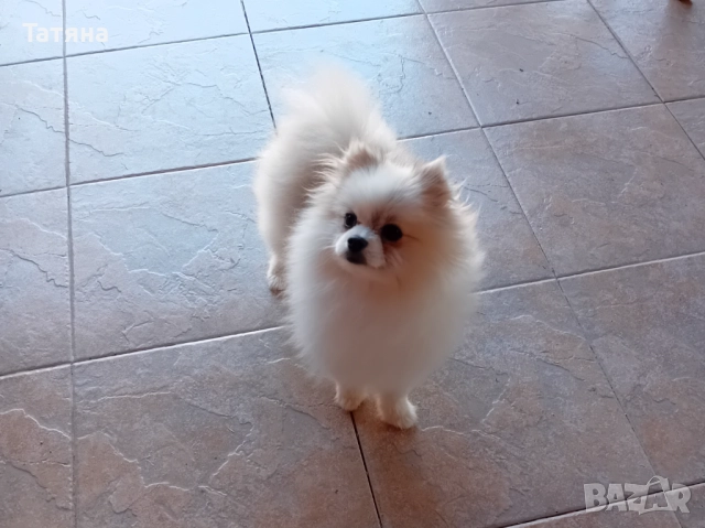 Мъжки и женски померан, снимка 3 - Померан - 52966945