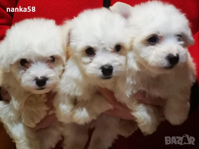 продавам малтийски болонки, снимка 2 - Болонка - 52676460