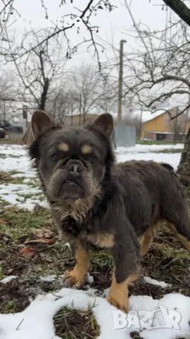 Мъжки френски булдог (Флъфи, Флуфи) за разплод, снимка 2 - Френски булдог - 49184248