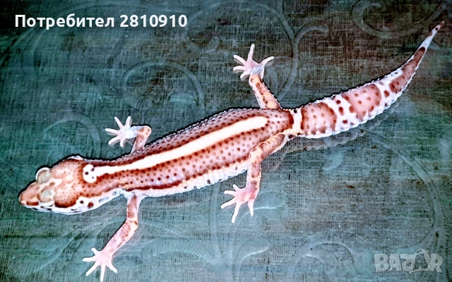 леопардови гекони' 24, снимка 4 - Гекон - 52692861